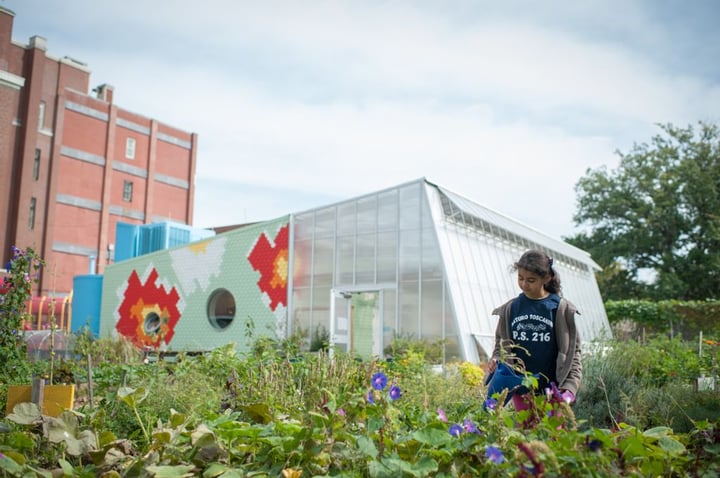 Edible Schoolyard NYC