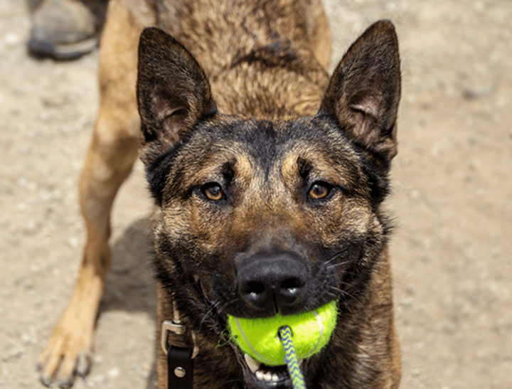 National Disaster Search Dog Foundation Inc