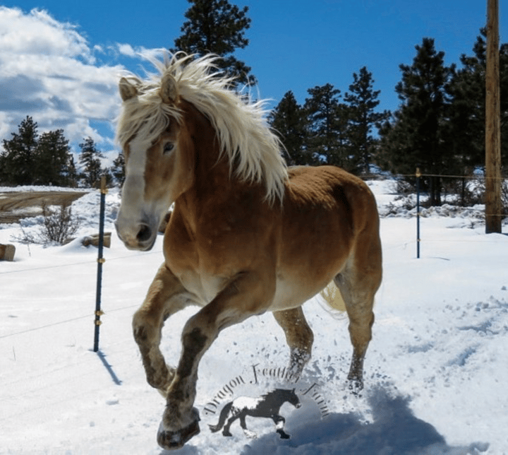 Front Range Equine Rescue