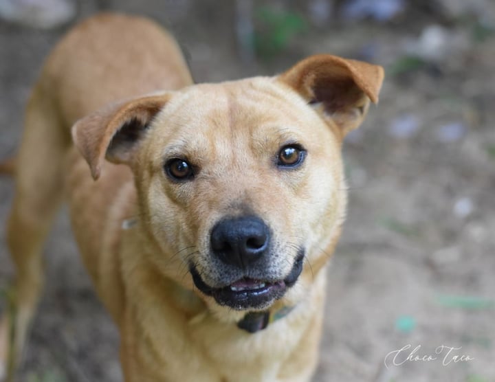 Animal Shelter Volunteers Of Texas Inc