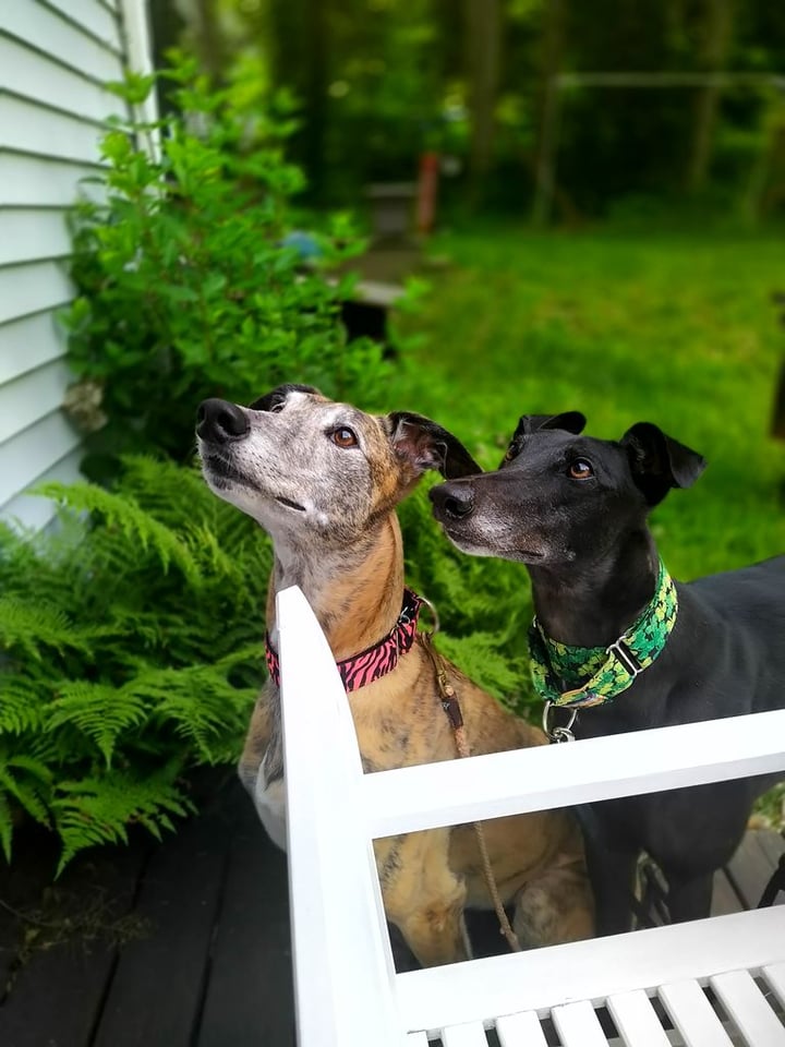 CT Greyhound Adoption