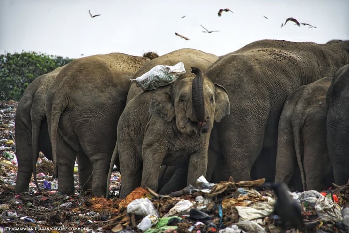 Wildlife Conservation Society - India