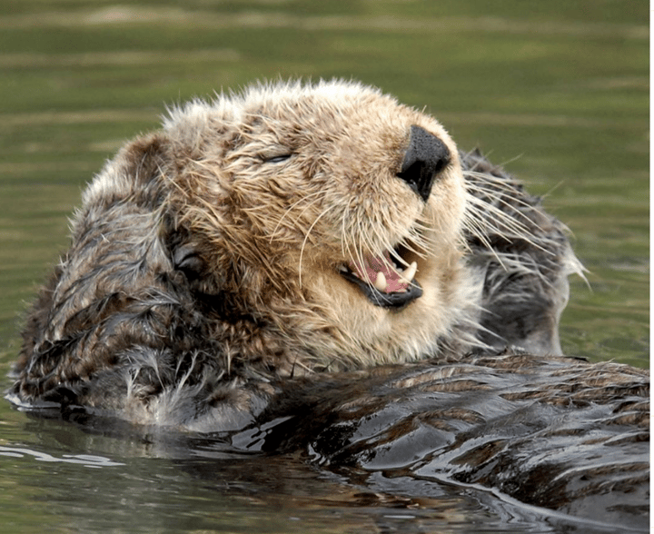 Monterey Bay Aquarium Foundation