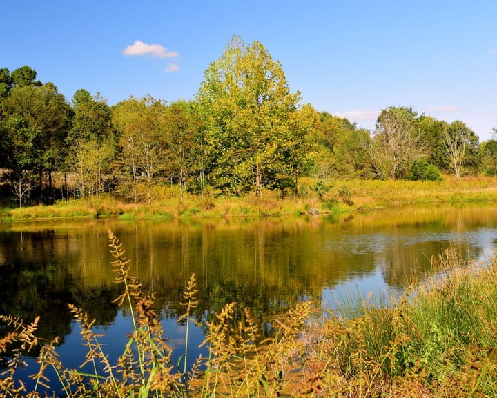 Triangle Land Conservancy