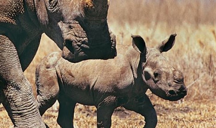 The International Rhino Foundation