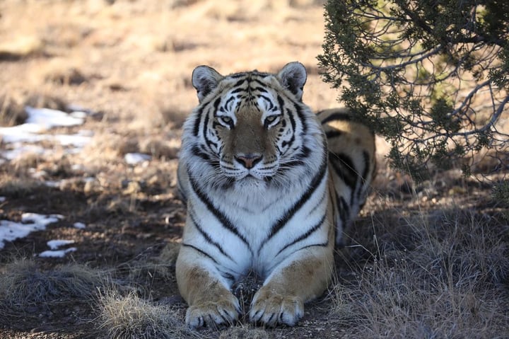 The Wild Animal Sanctuary A Colorado Non-Profit Corporation