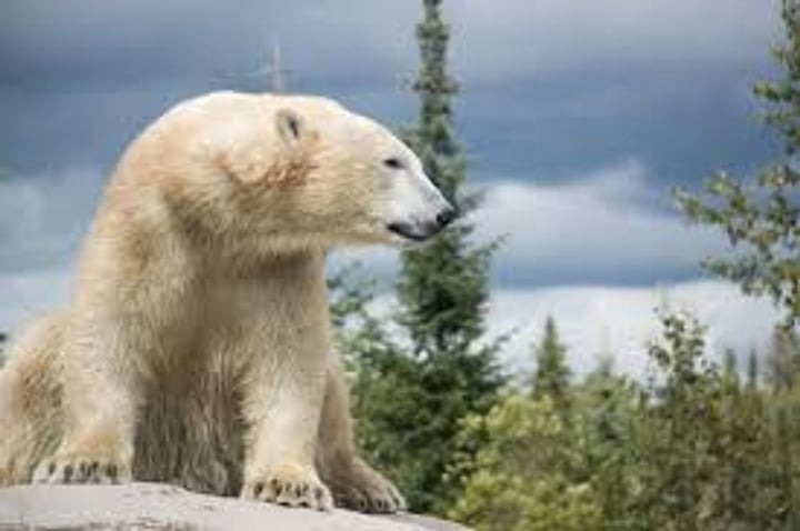 Canadian Polar Bear Habitat