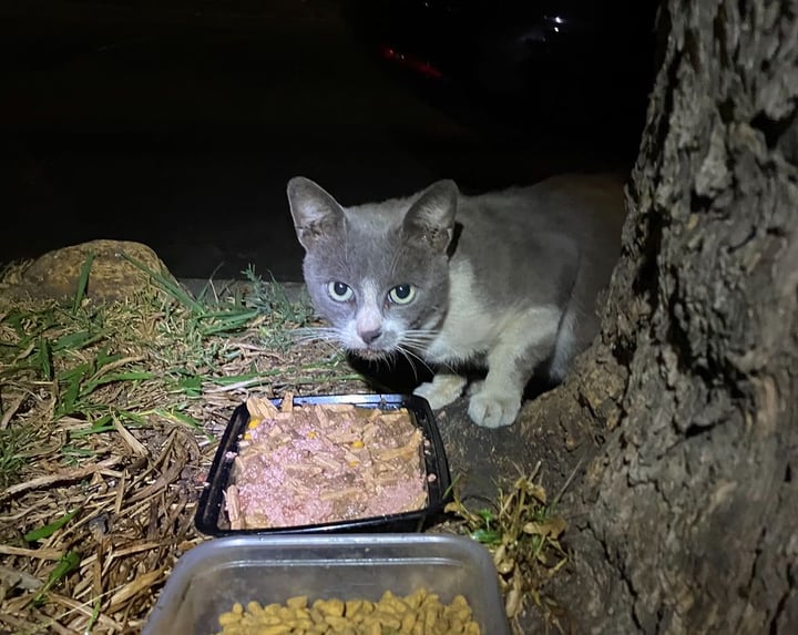 Too Sweet For The Street Cat Rescue