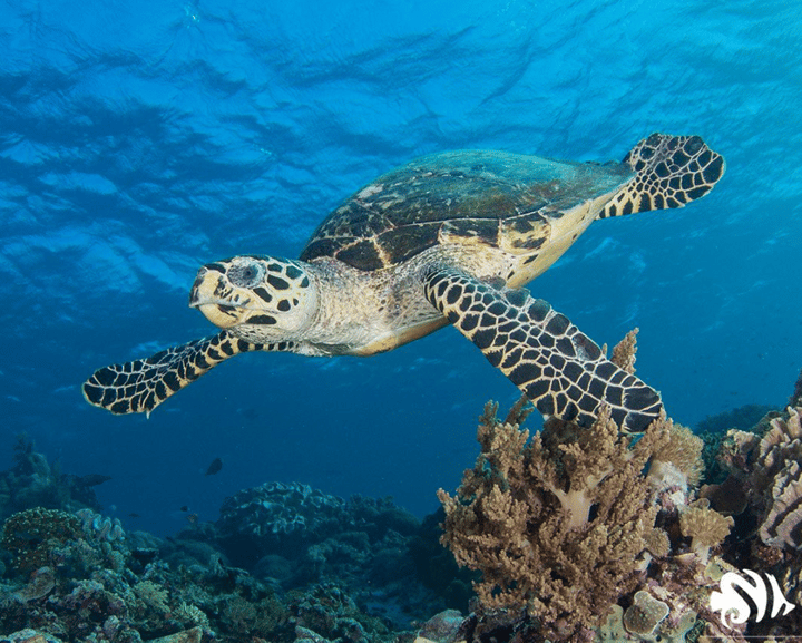 The Coral Reef Alliance