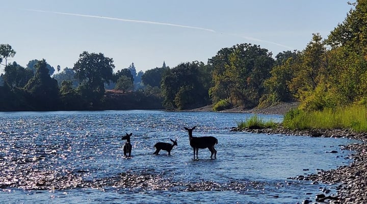 American River Natural History Association (dba Effie Yeaw Nature Center)