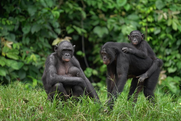 Friends of Bonobos