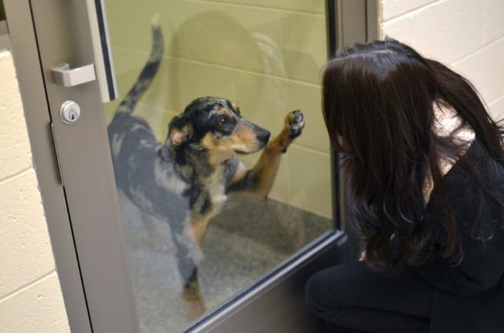 Michigan Humane