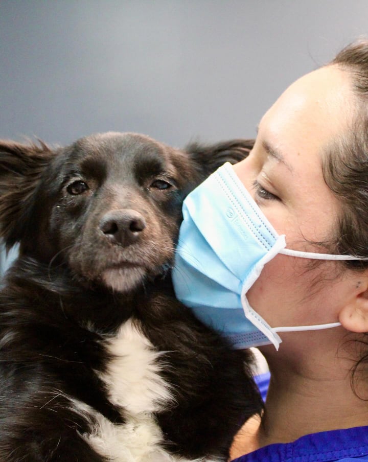 Heaven Can Wait Animal Society