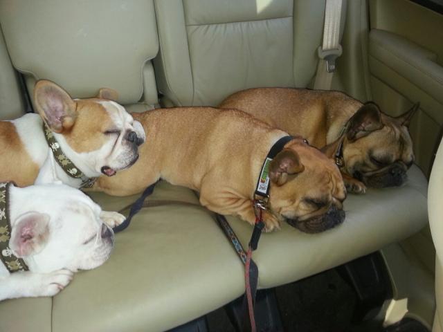 French Bulldog Rescue Network (FBRN)