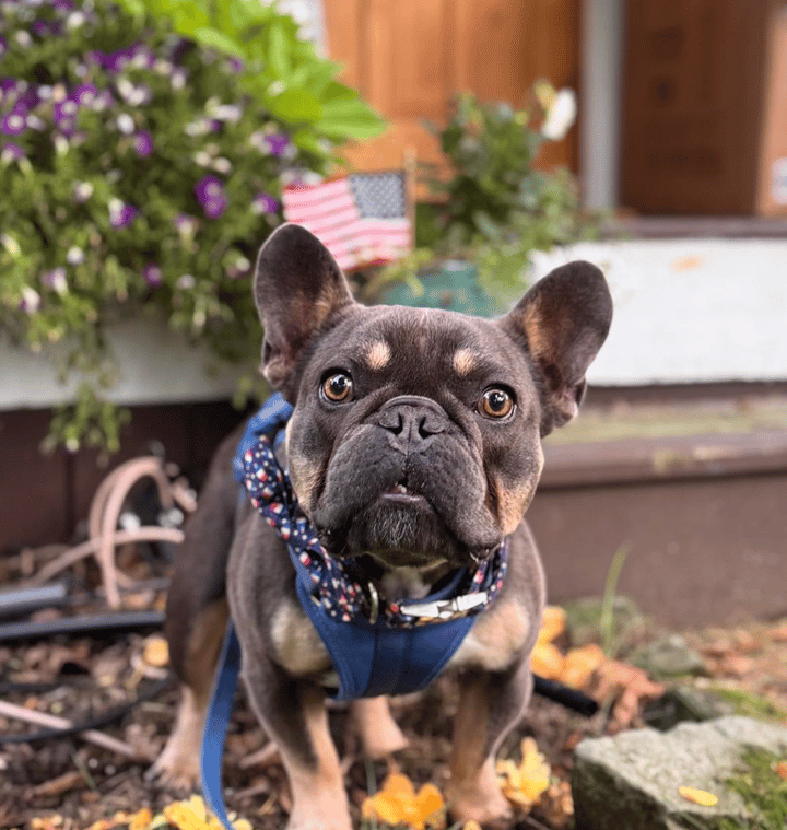 French Bulldog Rescue Network (FBRN)
