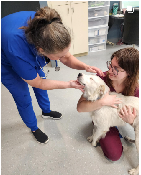 Mazie's Mission: The Only Nonprofit Veterinary Hospital of Its Kind in America