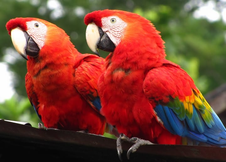 Amazon Conservation Association