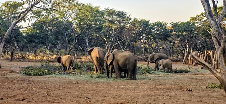 Zambezi Impact Foundation 
