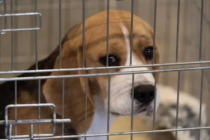 Together we can help animals by building a humane economy