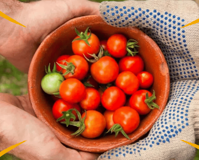 AmpleHarvest.org
