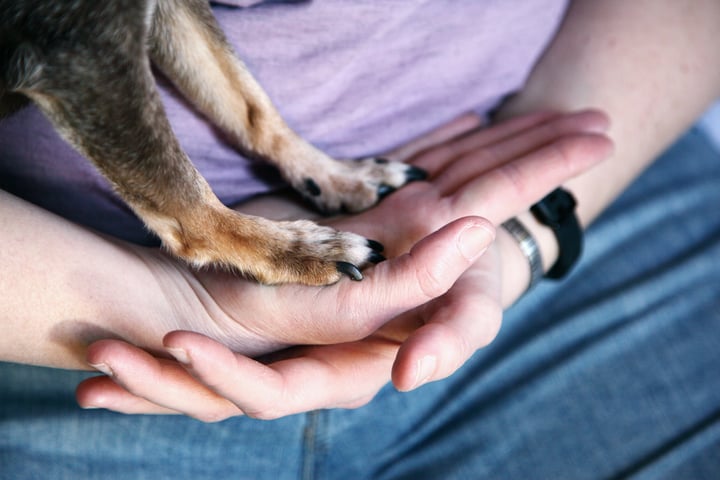 Kerrville Pets Alive