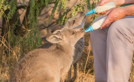 Wildlife Information Rescue and Education Service Limited (WIRES)