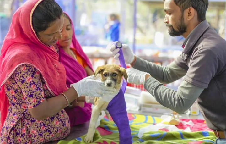 Animal Aid Unlimited