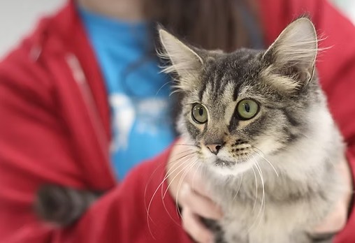 Cape Ann Animal Aid Association