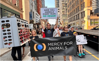 Mercy for Animals