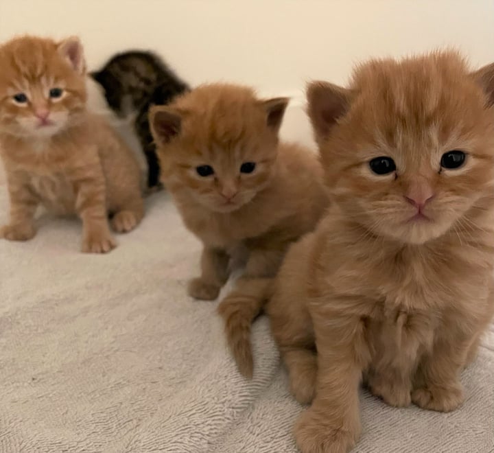 Merrimack River Feline Rescue Society
