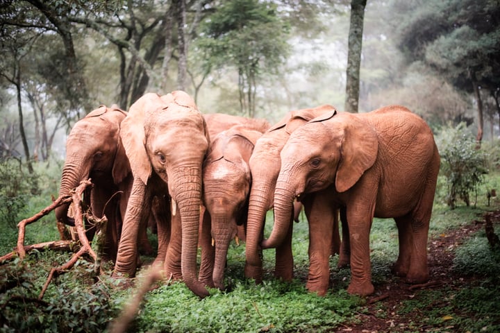 The Sheldrick Wildlife Trust USA