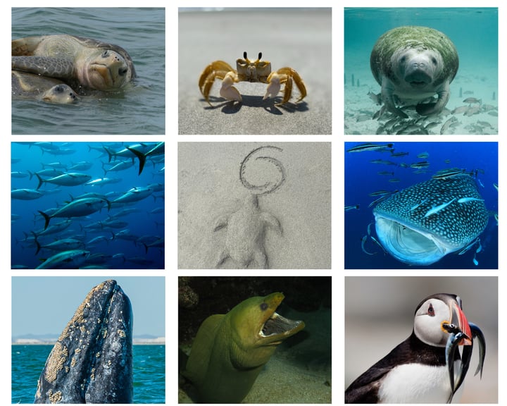 The Ocean Foundation
