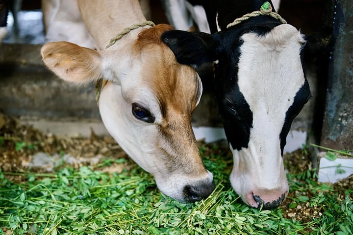 Environmental Defense Fund Incorporated