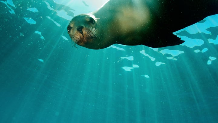 Wildlife Conservation Society