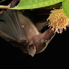 Bat Conservation International Inc