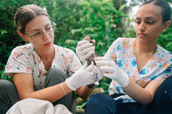 Kids Saving the Rainforest