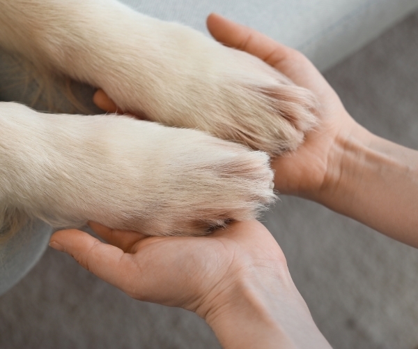 Hope Paws Support Fund
