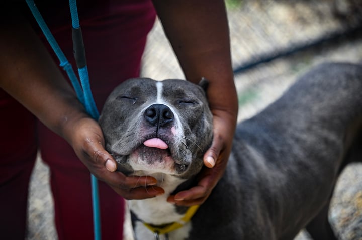 Asheville Humane Society