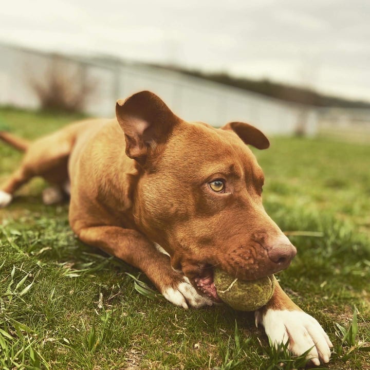 Spokane Humane Society