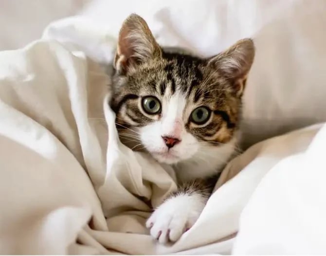 Humane Society of the Pikes Peak Region (HSPPR)